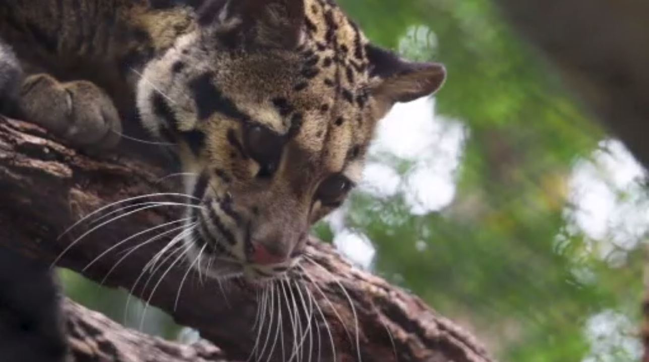 A real zoodunit: Monkeys found but mystery deepens in Dallas, image size:1287x718