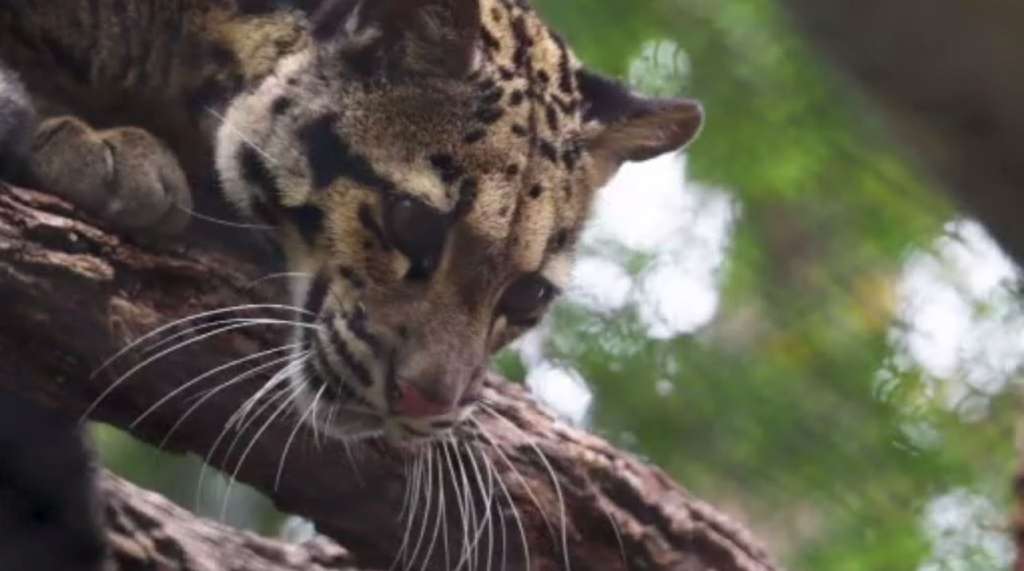 After Dallas Zoo leopard escape, cut found in monkey habitat – WSVN