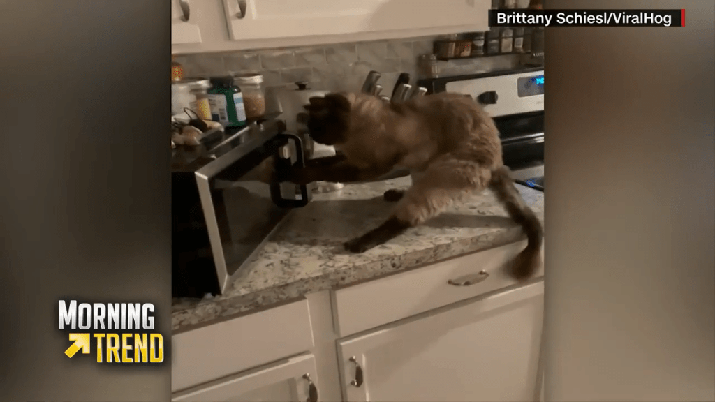 Cat goes viral after sneaking into microwave WSVN 7News Miami News