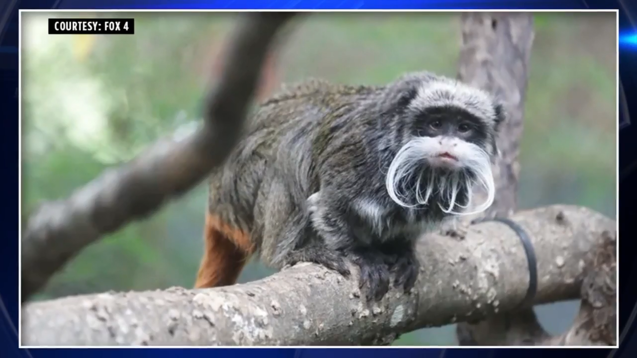 Dallas Zoo animals escaping their enclosures: A history, image size:1280x720