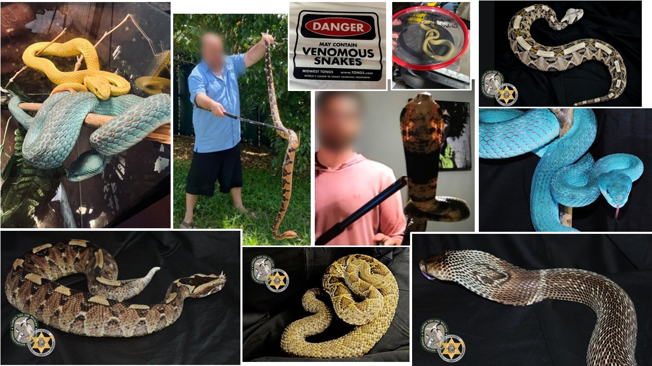 FWC 8 arrested in illegal snake trafficking ring WSVN 7News Miami News, Weather, Sports