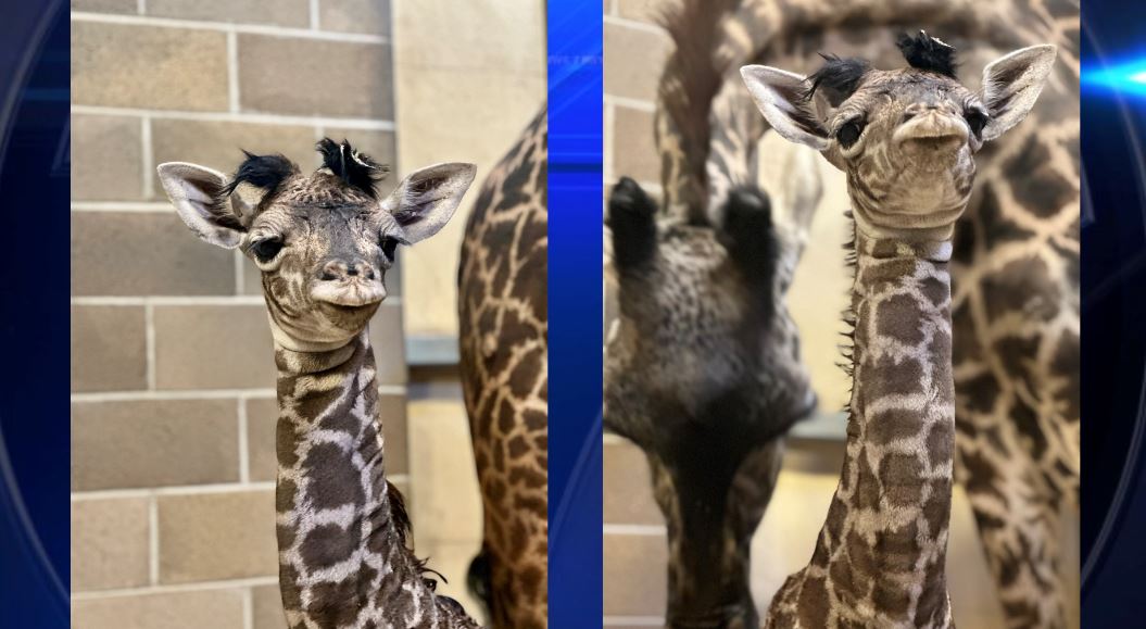 Sacramento Zoo welcomes female giraffe calf - WSVN 7News | Miami News