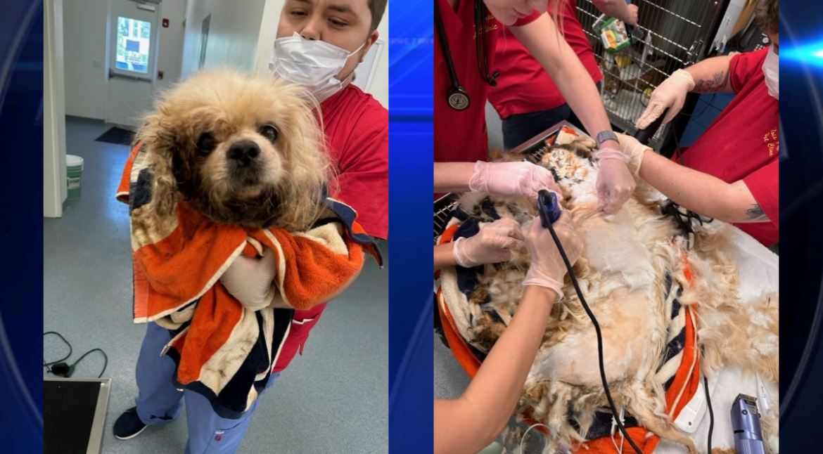 Dog found stuck to sidewalk in Boca Raton receives treatment WSVN