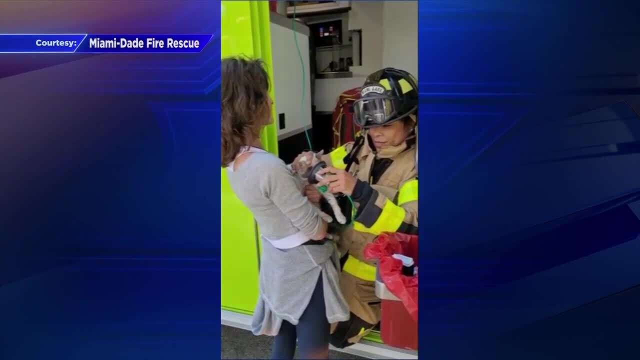 Firefighters rescue cat from burning home in South Miami - WSVN 7News ...