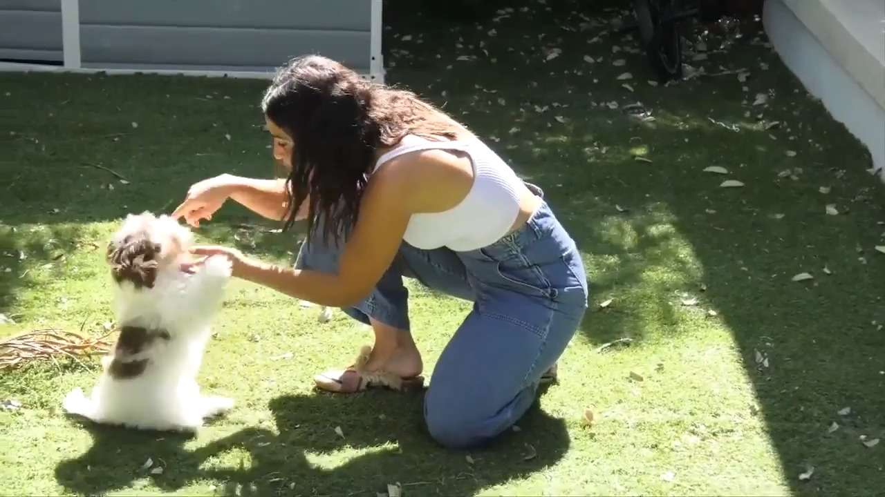 Dog stolen in Miami Beach reunited with owner - WSVN 7News | Miami News ...