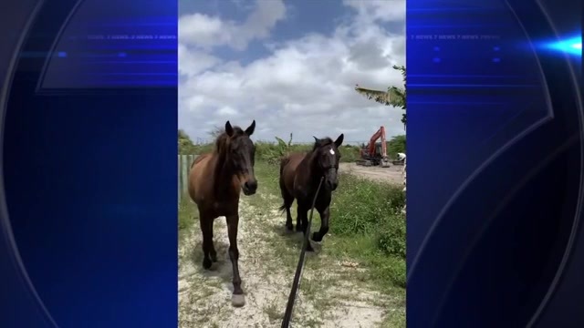 ‘This is heartless’: 2 horses stolen from SW Miami-Dade barn found slaughtered blocks away - WSVN 7News | Miami News, Weather, Sports | Fort Lauderdale