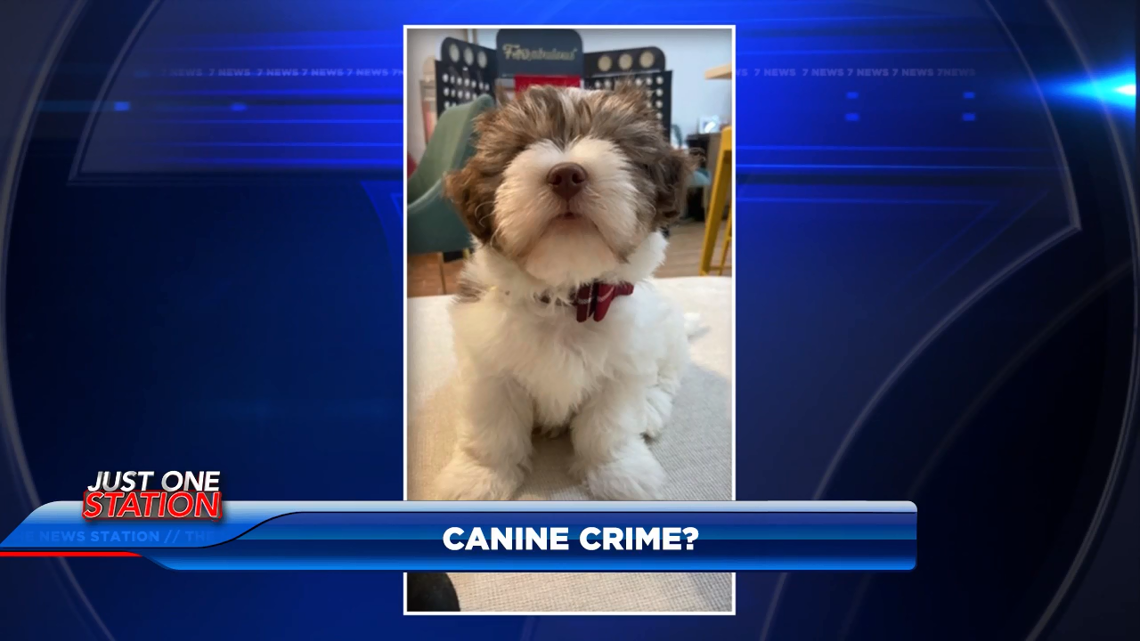 Channel 7 cheap dog