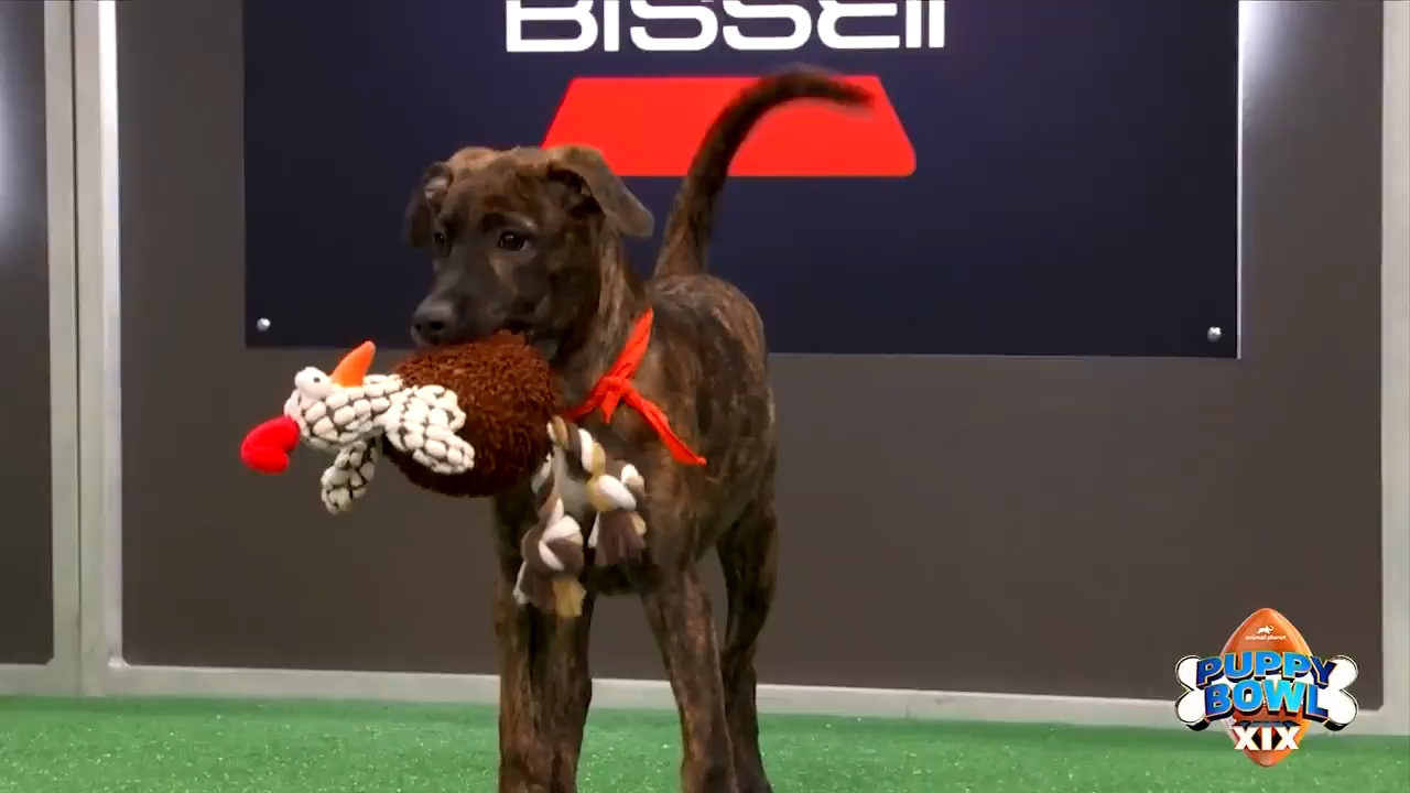 Puppy bowl cheap 15 winner