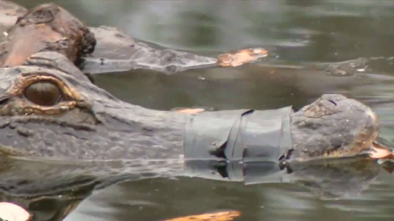 Hillsborough County Resident Finds Alligator With Mouth Taped Shut In hillsborough-county-resident-finds-alligator-with-mouth-taped-shut-in