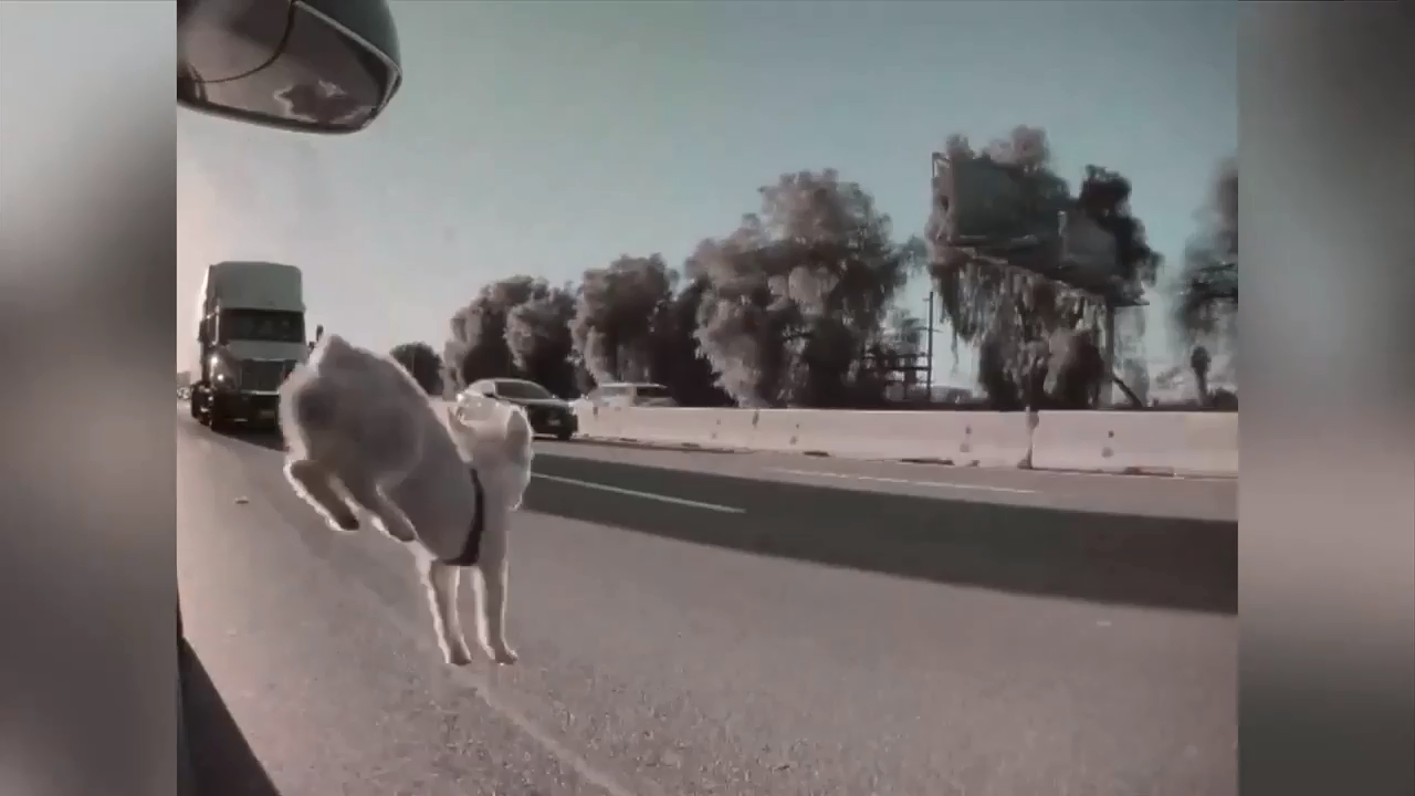 California puppy survives jump out of moving car onto busy highway