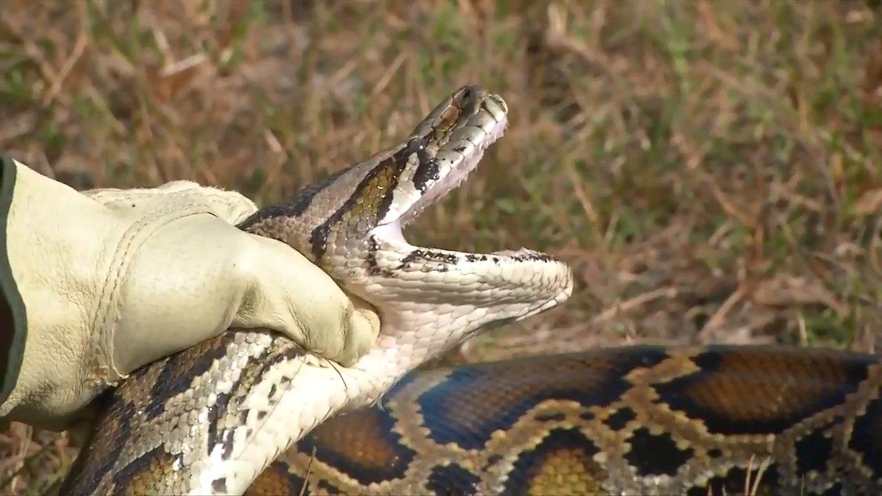 University of florida researchers use mating snakes to track burmese