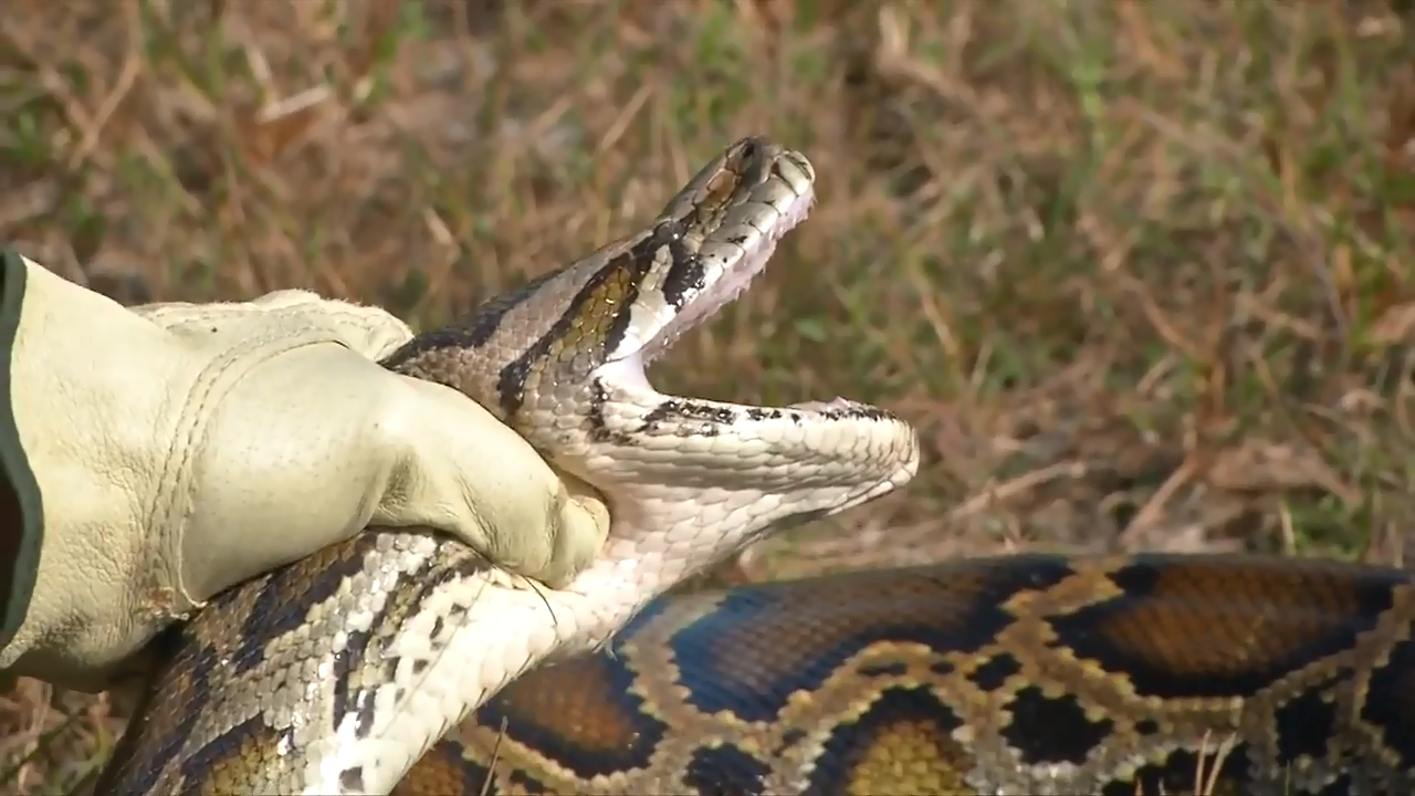 Registration opens for annual Florida Python Challenge WSVN 7News