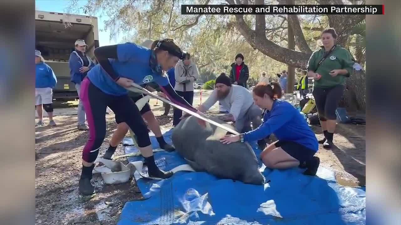 Record 12 manatees released back into wild in Central Florida WSVN