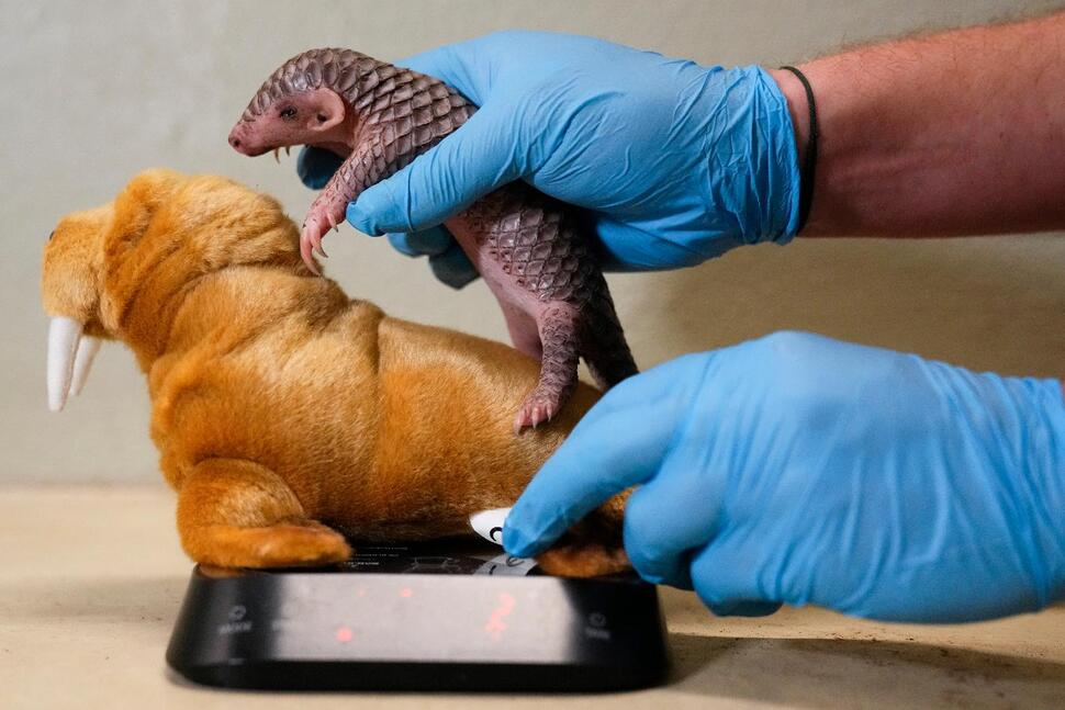 1st baby pangolin in Europe born in Prague zoo, doing well - WSVN ...