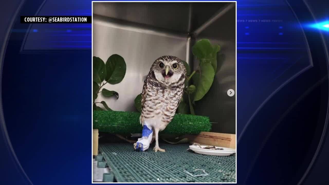 Owl healing after being found stuck in storm shutter of Miami Gardens