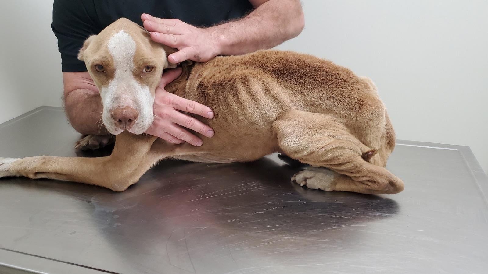 Dog fighting for his life at animal rescue in Hollywood WSVN