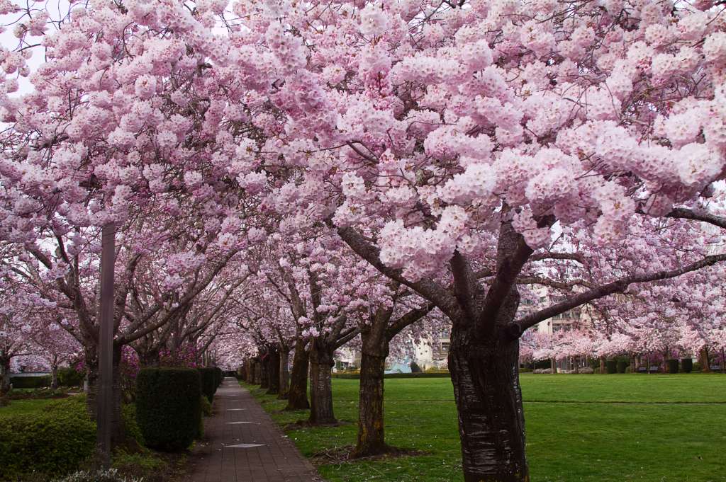 DC’s iconic cherry trees could hit a recordearly peak bloom as