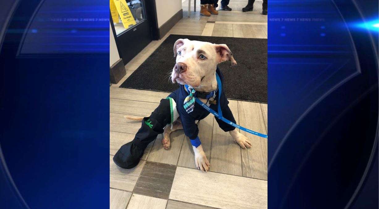 Puppy in recovery, thrown from stolen car in chase - WSVN 7News | Miami ...