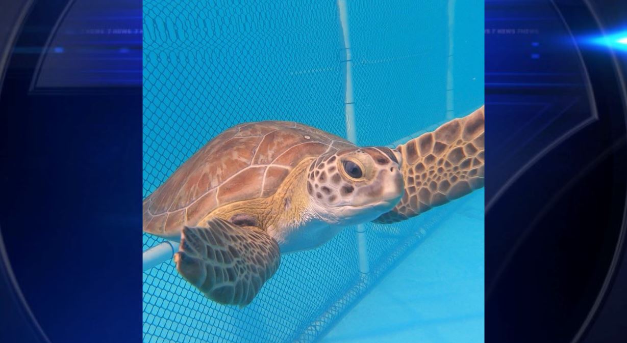 Rehabilitated sea turtle duo released off Key West WSVN 7News Miami