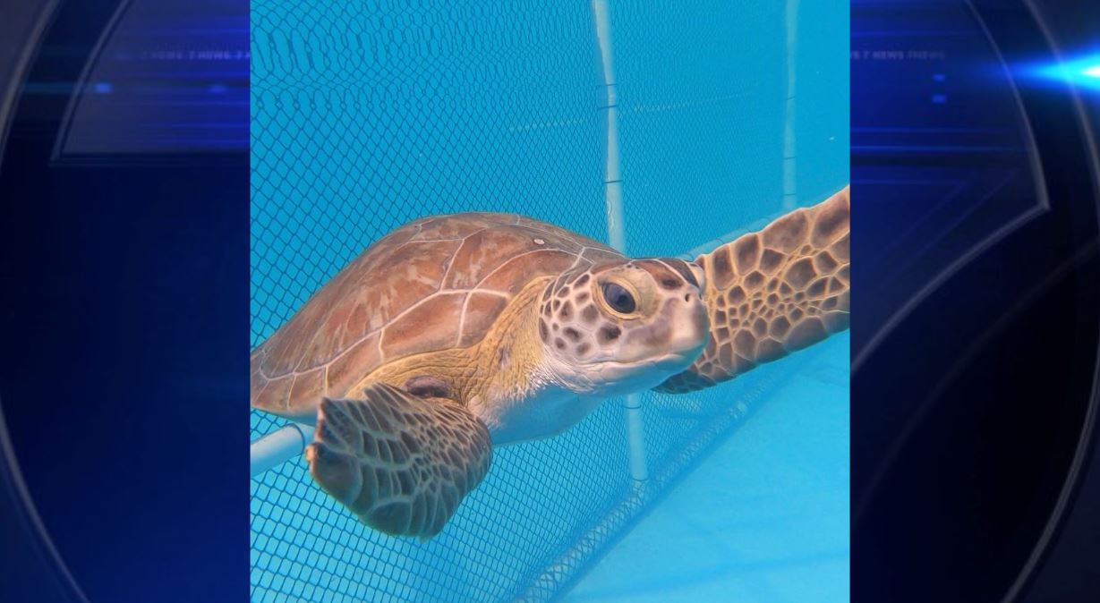 Rehabilitated sea turtle duo released off Key West - WSVN 7News | Miami ...