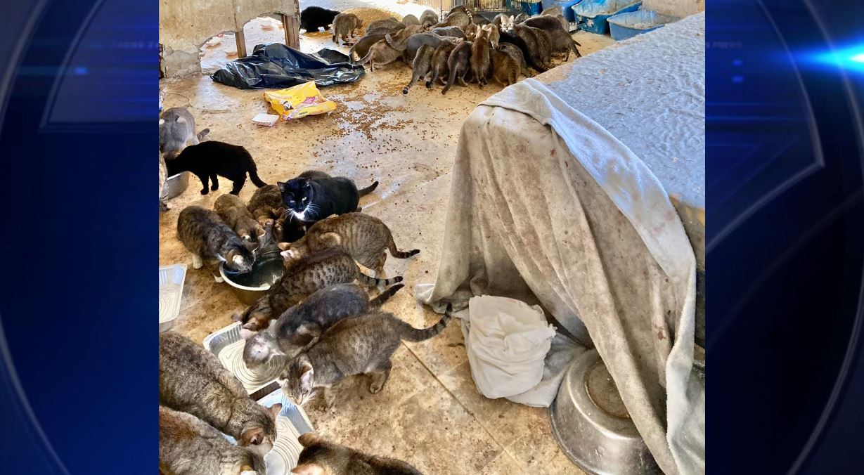 150 cats and kittens found in home, owners found deceased WSVN 7News