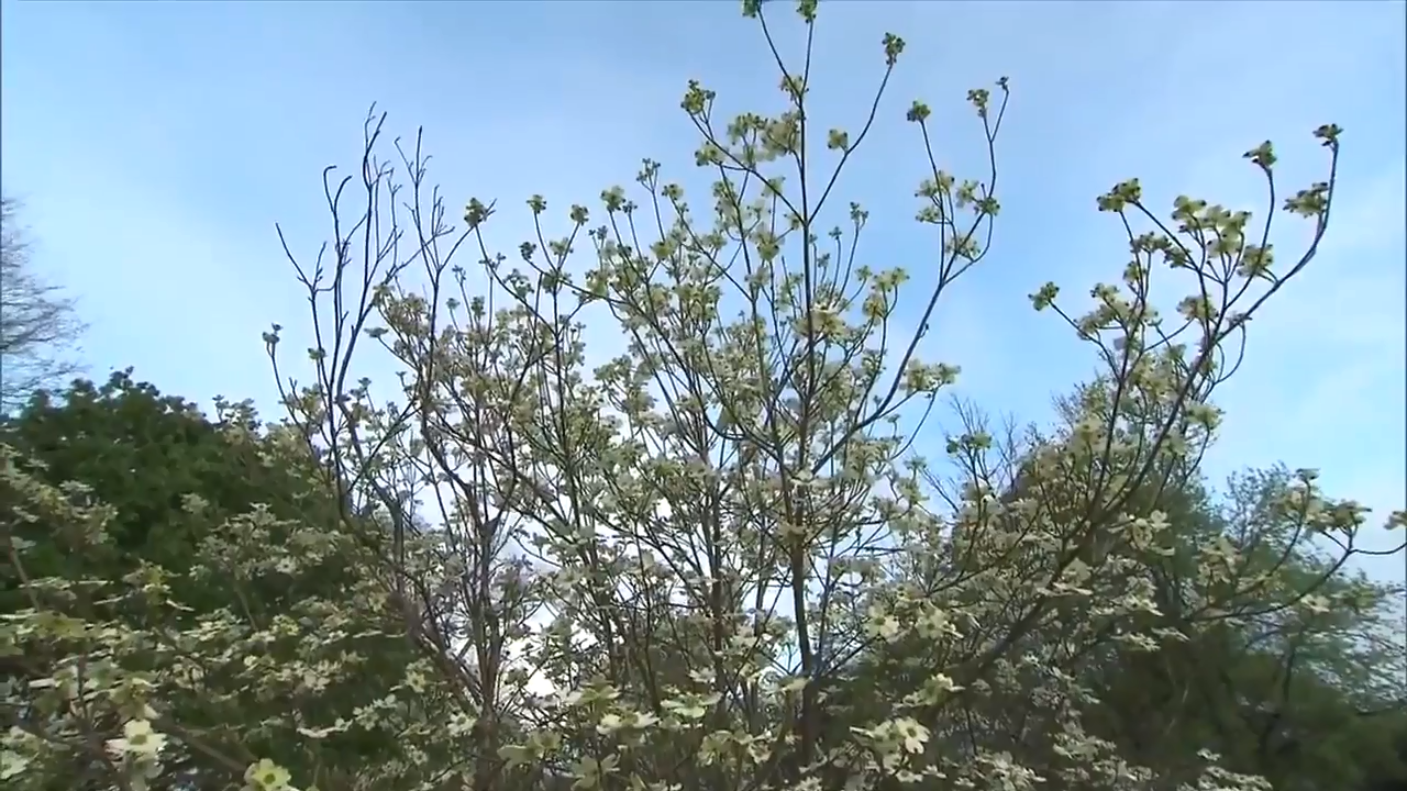 Your pollen allergies are already overwhelming? Here’s why WSVN 7News