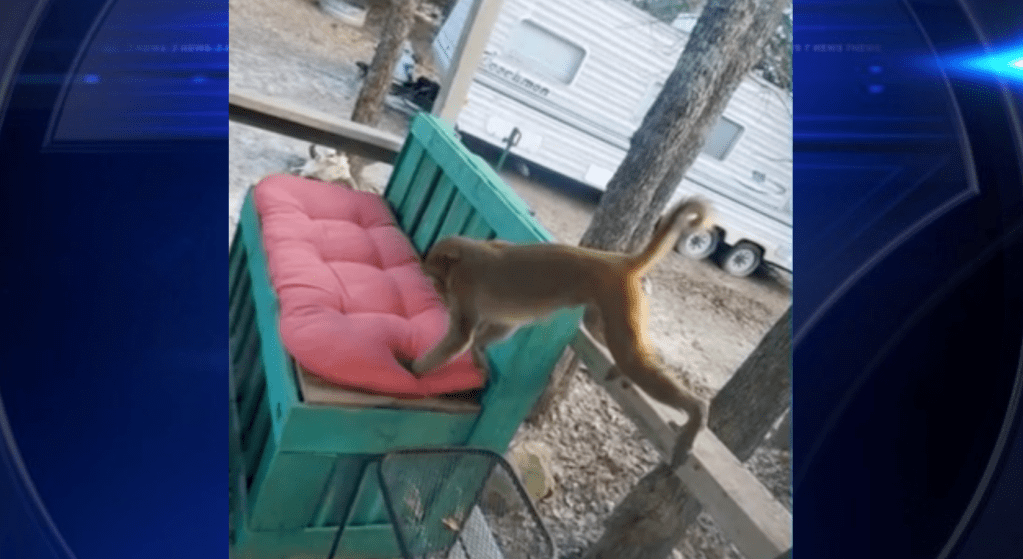 ‘Very traumatizing’: Loose pet monkey attacks woman outside of her home