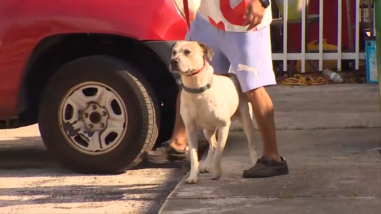 Owner surrenders dog after it bites 7-year-old girl in Miami Gardens ...
