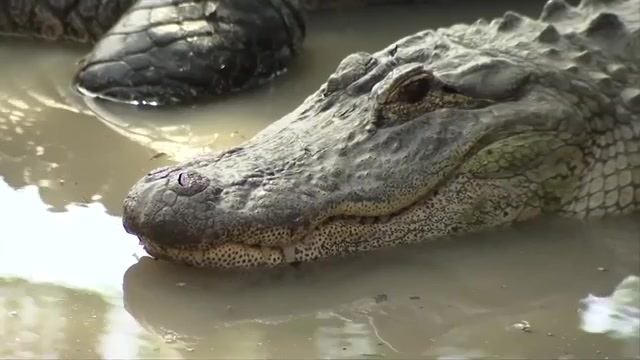 Elderly man airlifted after losing part of leg in gator attack at Titusville RV park Elderly man airlifted after losing part of leg in gator attack at Titusville RV park