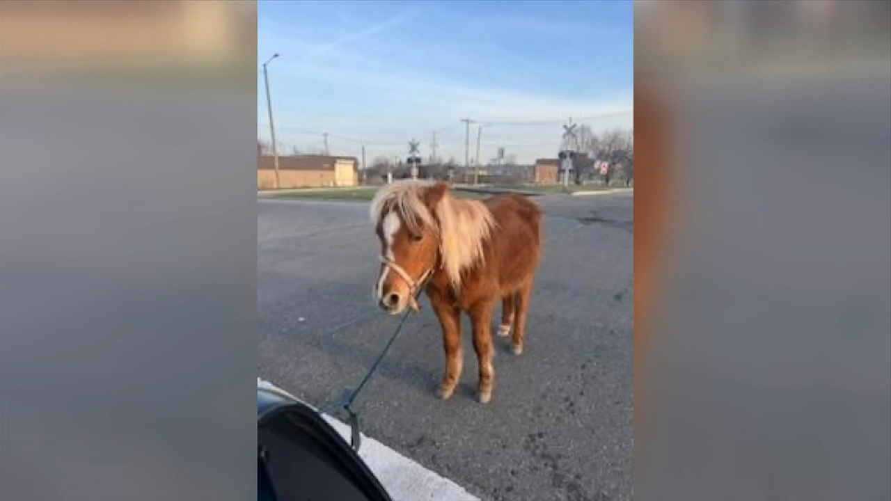 A horse, of course. Detroit police rescue lost horse Tuesday morning