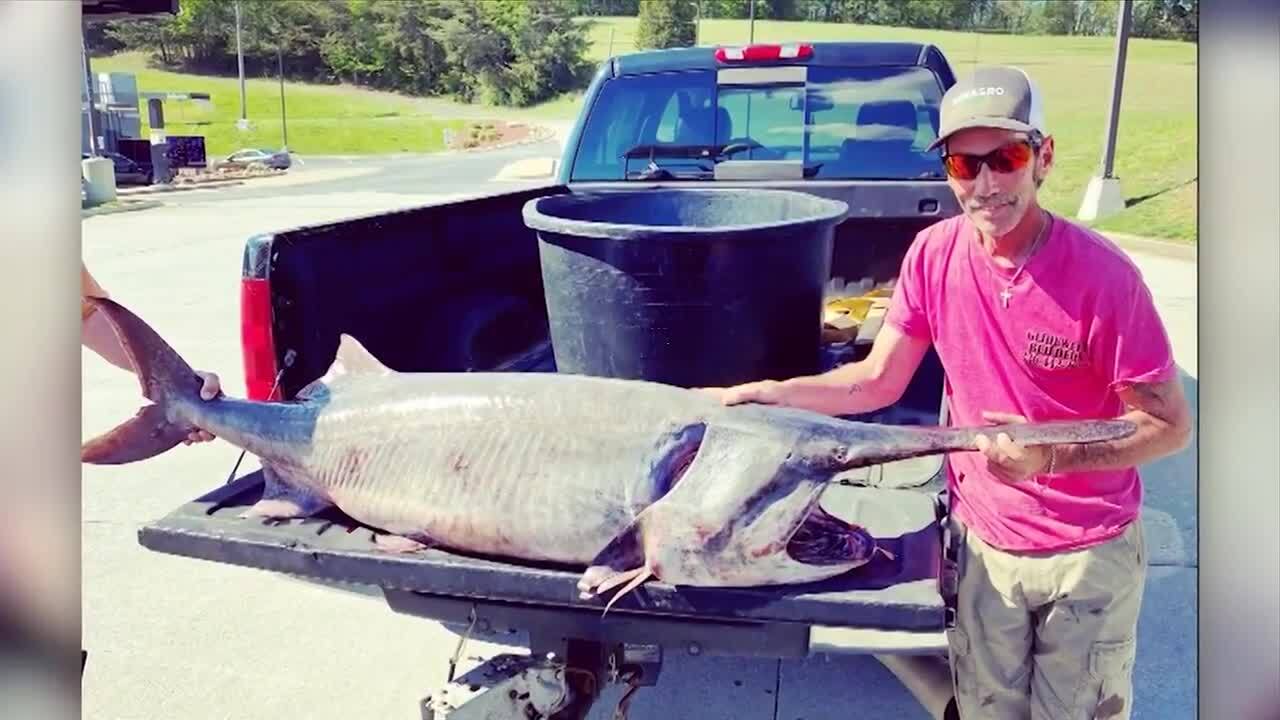 Tennessee man breaks record with 149pound paddlefish catch WSVN