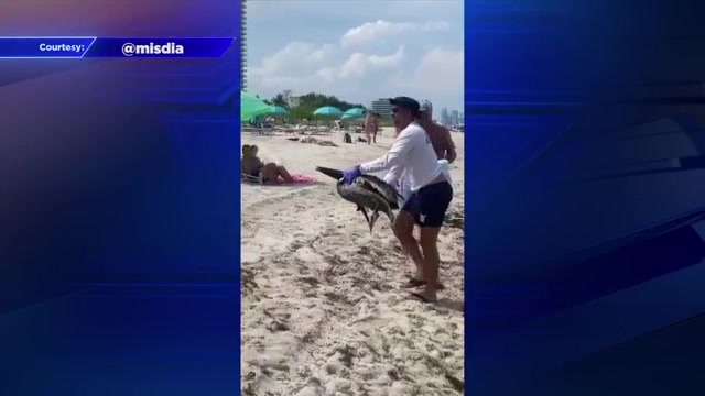 Crews rescue pelican found stuck in sand on North Beach shore