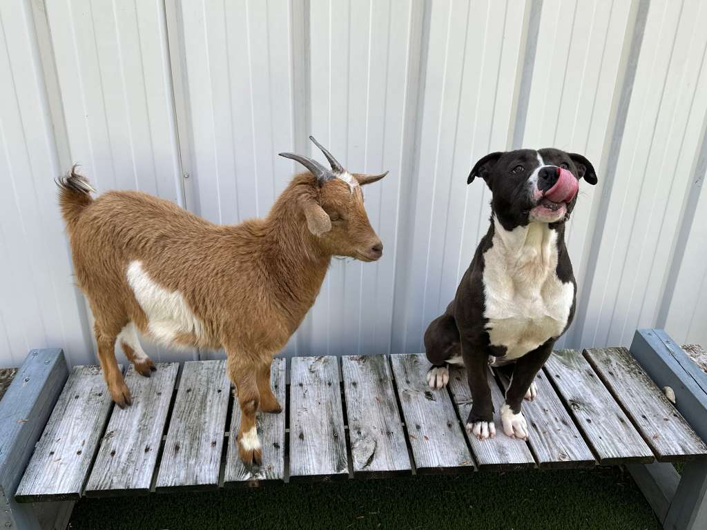 Inseparable dog goat duo find forever home Inseparable dog goat duo find forever home