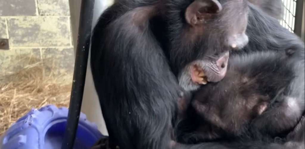 Four chimps rescued from Ohio roadside zoo share special hugs in their new home at Florida nonprofit Save The Chimps - Vimarsana News