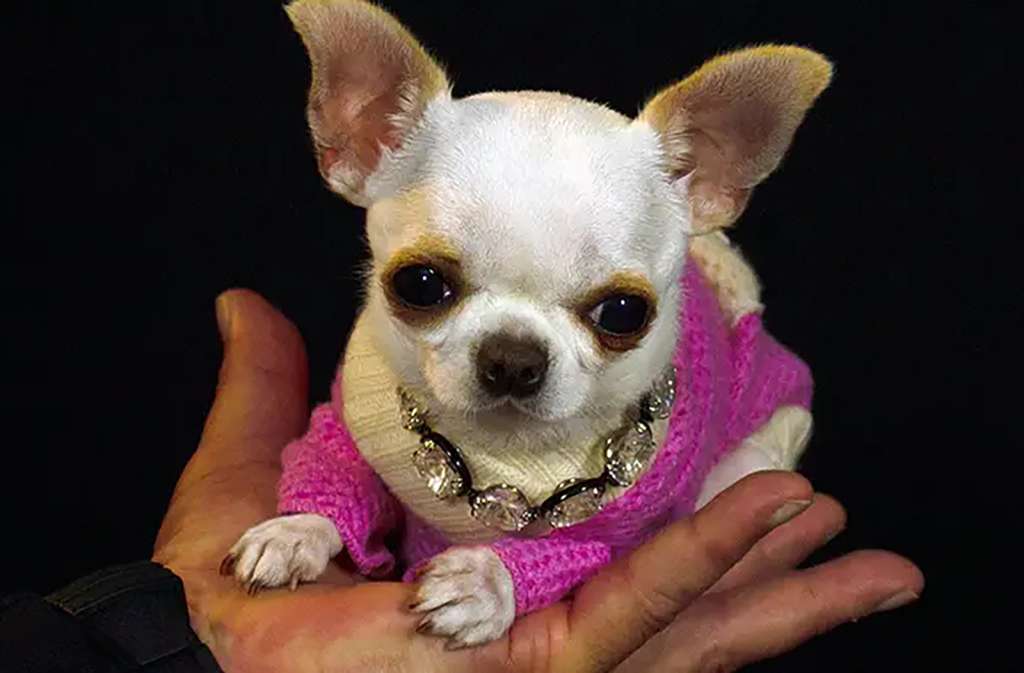 Meet pocket-sized Pearl, the world's shortest dog – WSVN 7News | Miami News, Weather, Sports - Vimarsana News