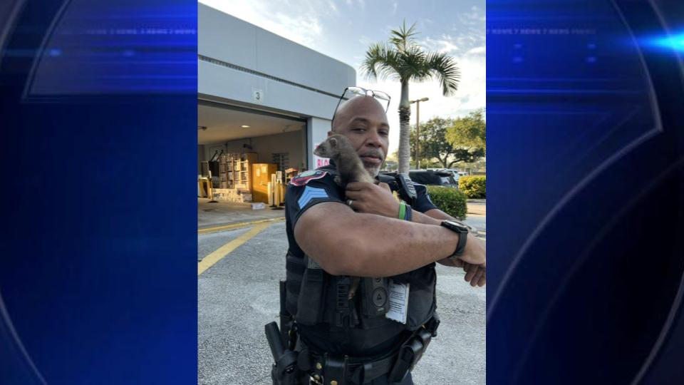 Pembroke Pines PD searching for owner of missing ferret - WSVN 7News ...