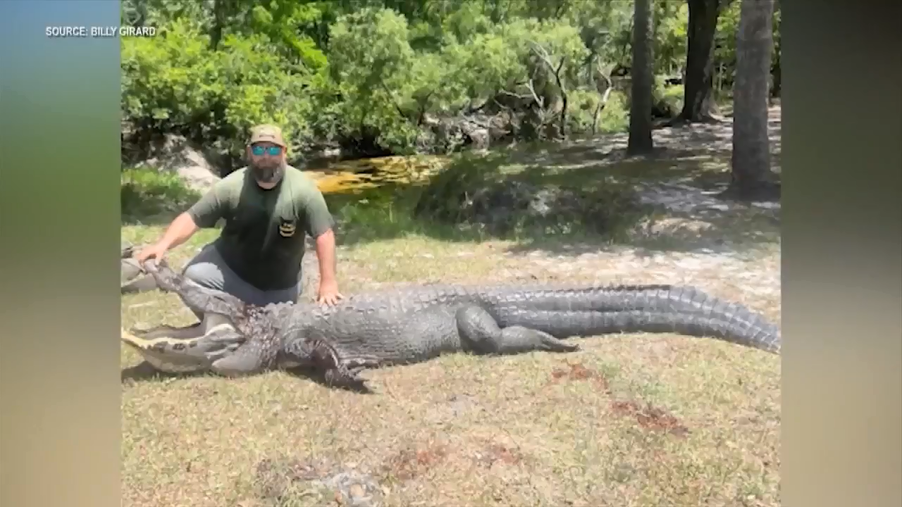 Trapper says 12-foot alligator captured after attacking dog in