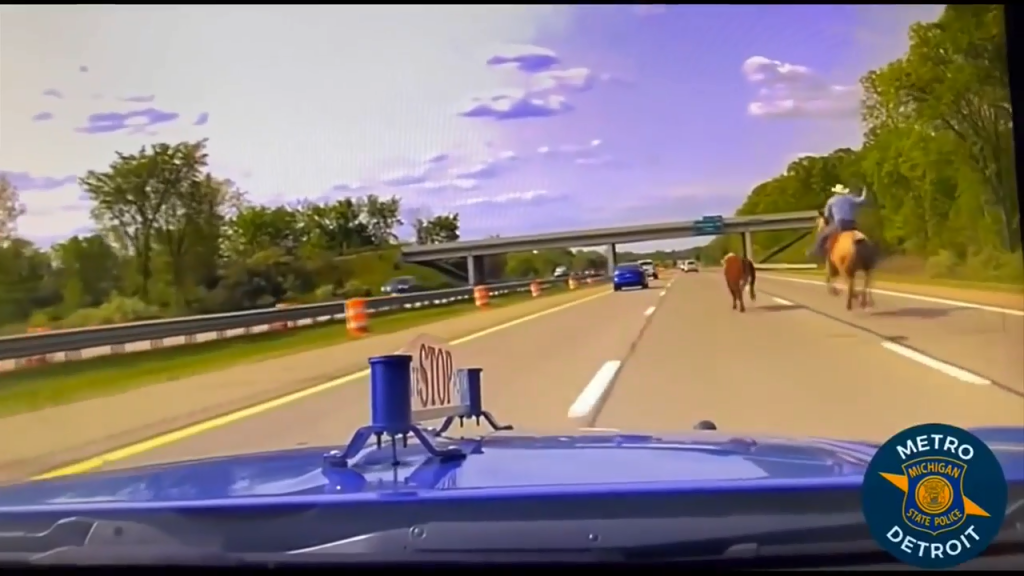 Wranglers capture runaway cow on I75 in Oakland County