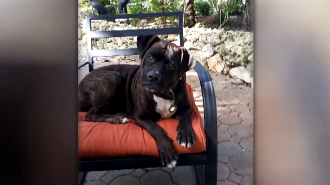 MiamiDade Animal Services took man’s dog, legal expert says county