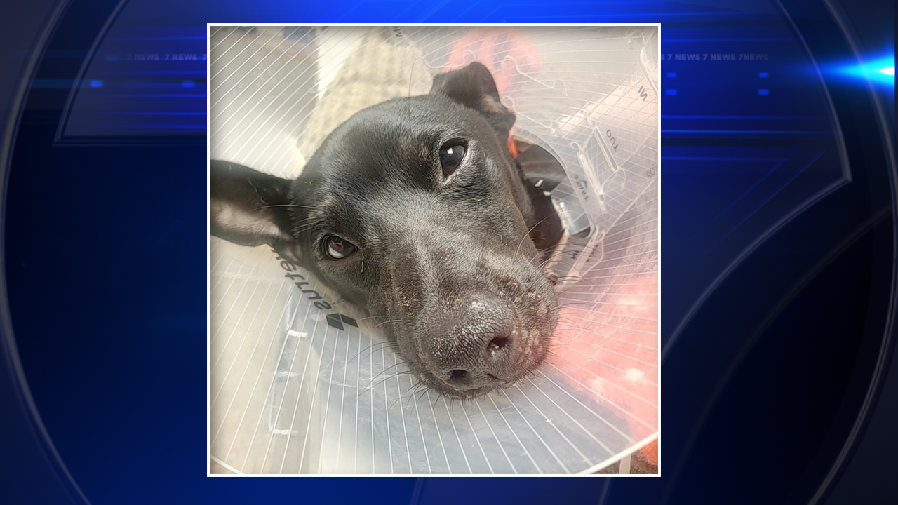 Injured stray puppy found at abandoned building in Pembroke Pines