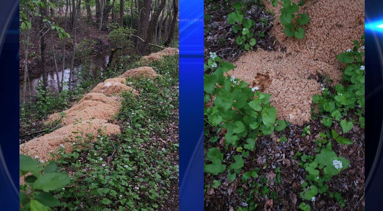 Hundreds of pounds of pasta dumped near New Jersey stream WSVN 7News
