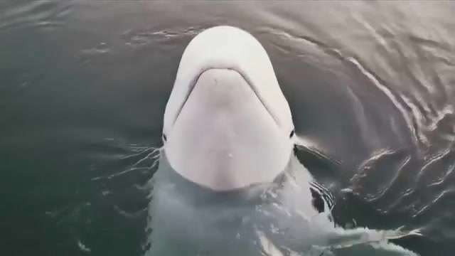 Alleged Russian 'spy' whale now in Swedish waters – WSVN 7News | Miami News, Weather, Sports - Vimarsana News
