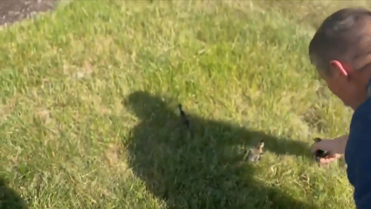 Indiana firefighters rescue 3 ducklings from storm drain - WSVN 7News ...