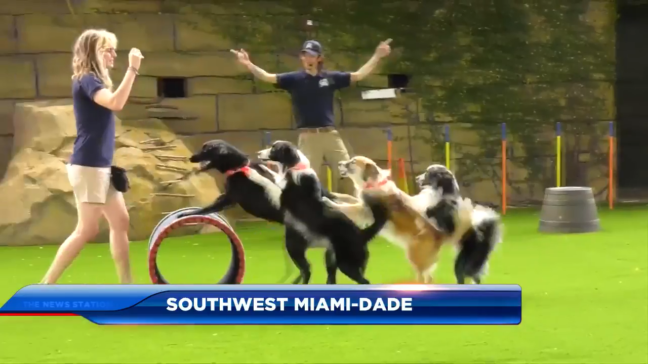 Zoo Miami hosts highenergy dog show as part of Canine Champions for