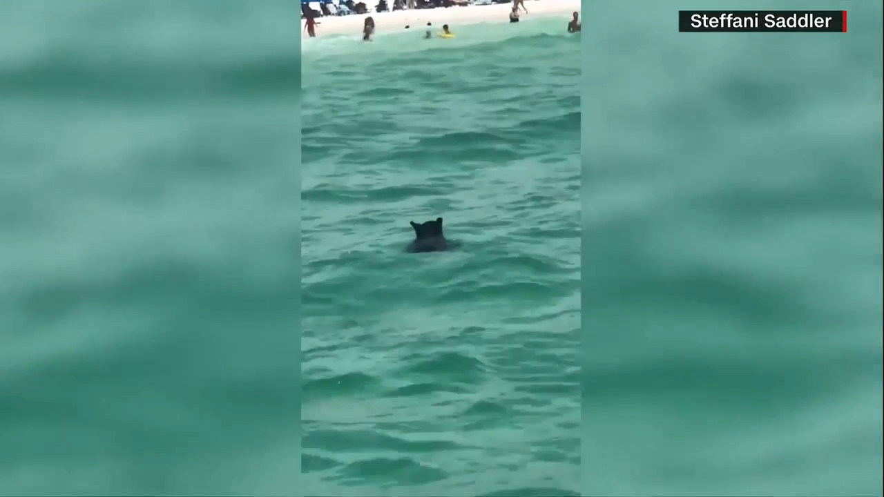 Bear joins Florida beachgoers for a summer splash WSVN 7News Miami