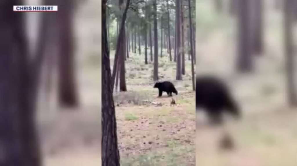 Arizona man mauled to death by black bear in rare unprovoked attack