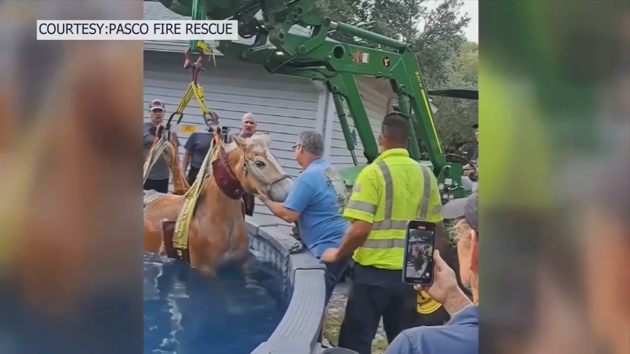 Pool day? Neigh! Firefighters in Pasco County rescue pet horse after 