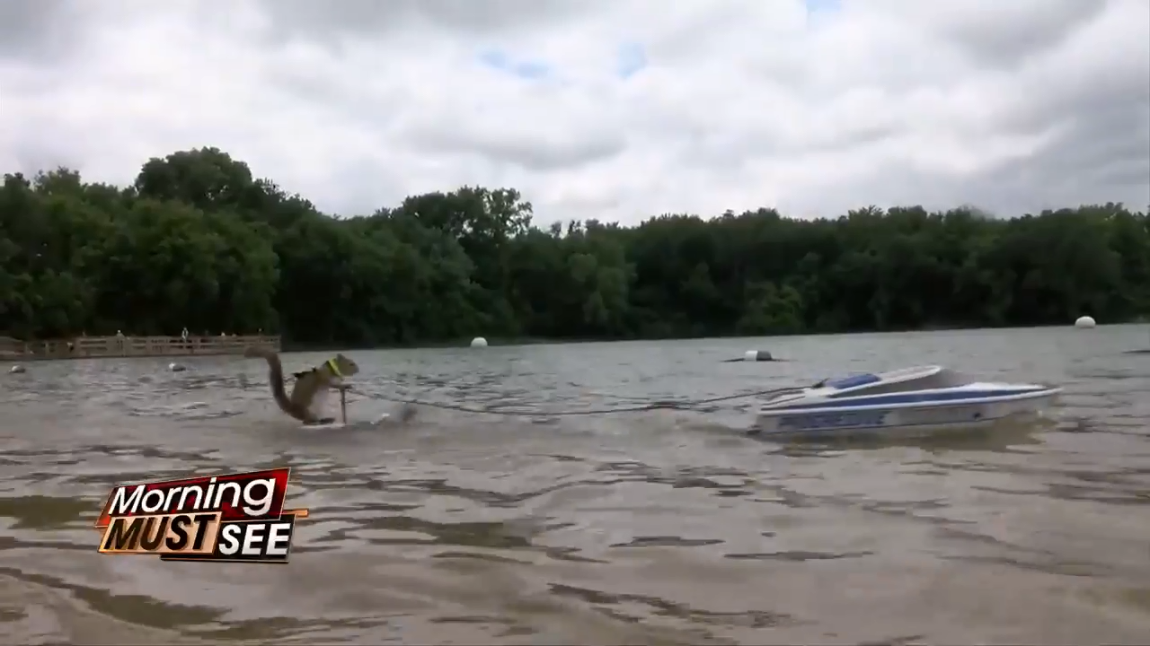 Worldfamous water skiing squirrel visits Rochester to show off her skills WSVN 7News Miami