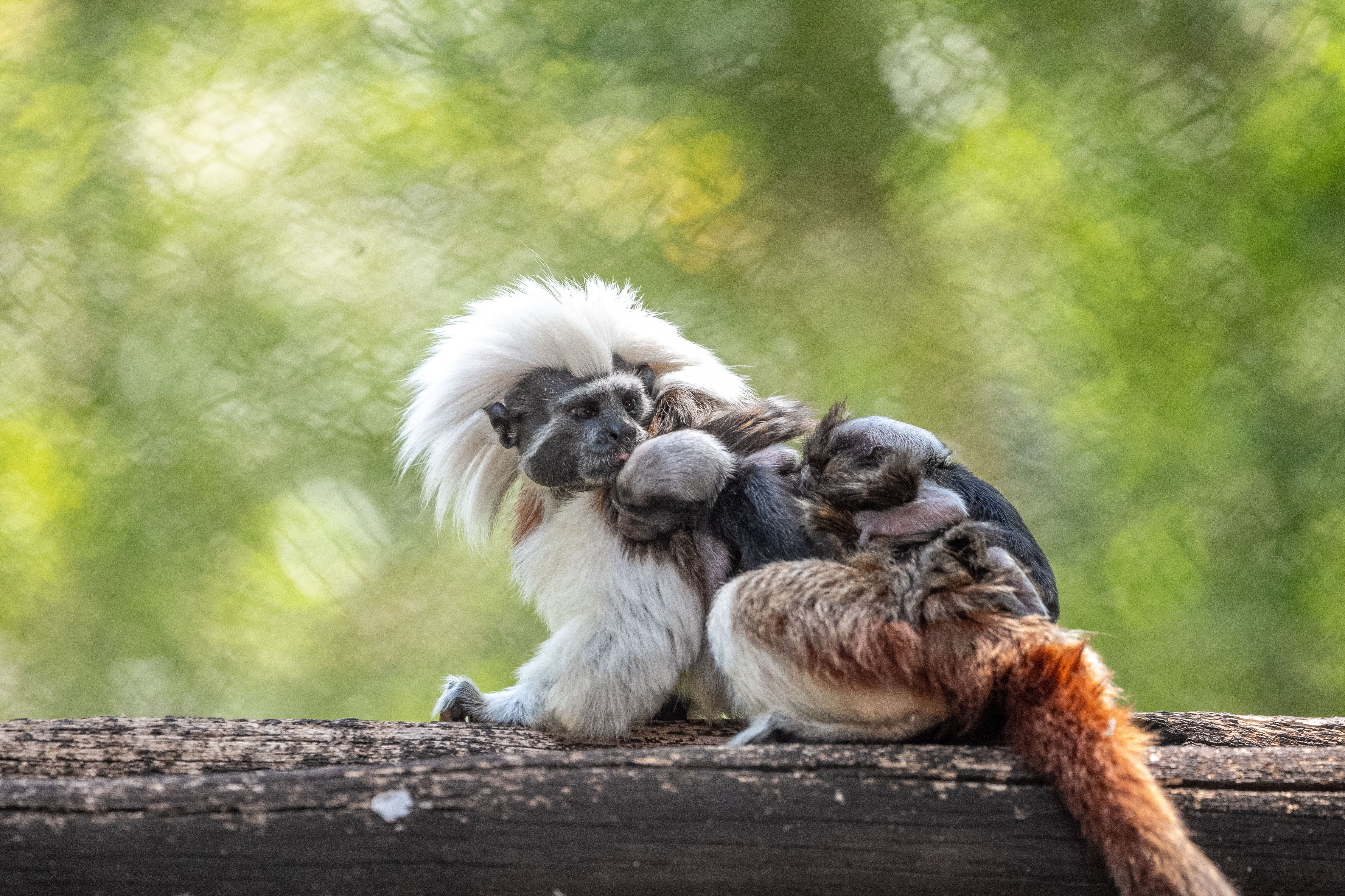 Endangered twin cottontop tamarin monkeys born at Walt Disney Worlds Animal Kingdom  WSVN 7News  Miami News Weather Sports  Fort Lauderdale