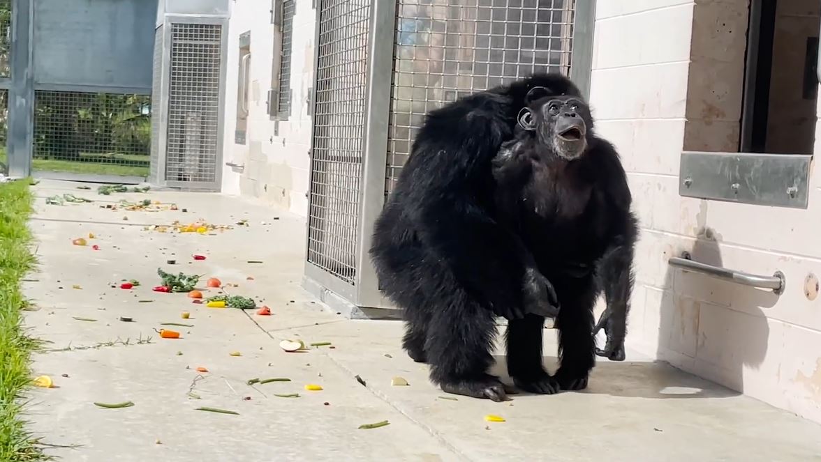 28-year-old chimpanzee sees sky for first time at Florida sanctuary after spending life in captivity - WSVN 7News | Miami News Weather Sports | Fort Lauderdale